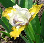 Iris - Vilkdalgis - Easter treasure
